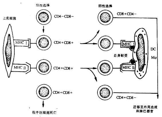 MHC与胸腺的选择作用