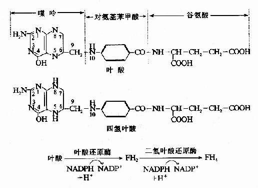 四氢叶酸的生成