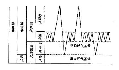 肺容量及其组成