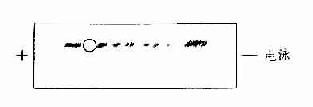 免疫电泳法基本步示决图