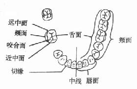 牙冠各个面的部位与名称