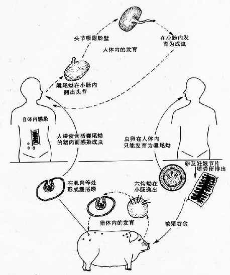 链状带绦虫生活史