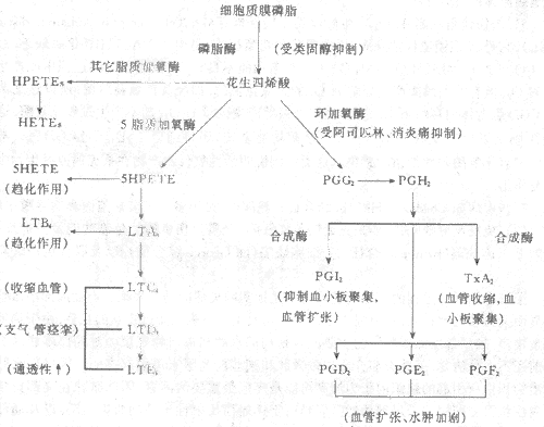 炎症过程中花生四烯酸的代谢