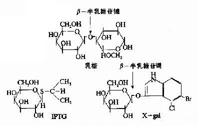 乳糖，IPTG和X?gal的结构