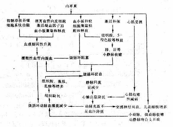 内毒素性休克的发生机理