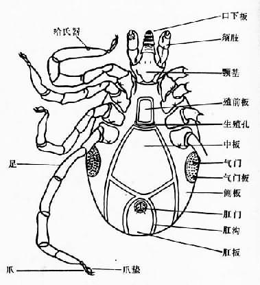 硬蜱雄虫腹面