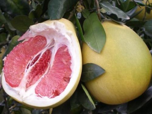 什么人不能吃柚子？柚子的营养价值和食用注意事项
