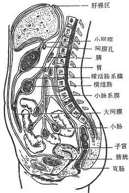 腹膜及腹膜腔（矢状面）