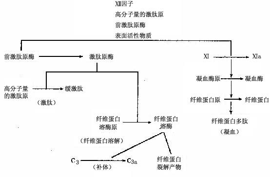 激肽、凝血、纤维蛋白溶解及补体的相互作用