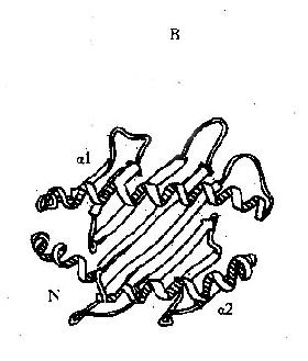 HLAⅠ类分子多肽折迭立体结构示意图