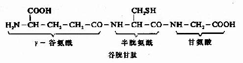 第二节　蛋白质分子中氨基酸的连接方式