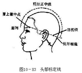 头部标定线