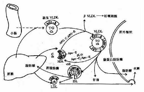 极低密度脂蛋白(VLDL)的代谢过程?