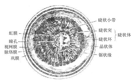 眼球前半（后面观，示睫状体）