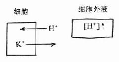 二、离子转移（一般在2～4小时完成）