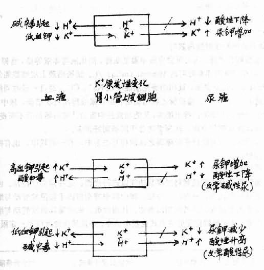 四、K<sup>+</sup>代谢与酸碱平衡障碍之间的关系