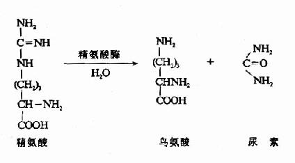 尿素的生成