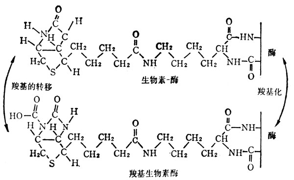 生物素-酶与羧基生物素-酶参与羧基转移作用 