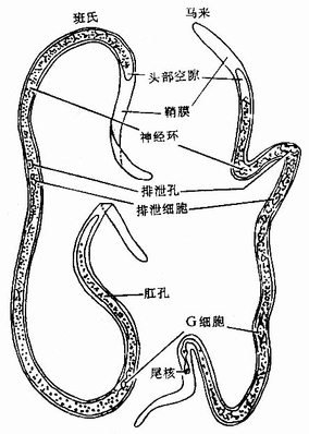 斑氏和马来丝虫生活史 