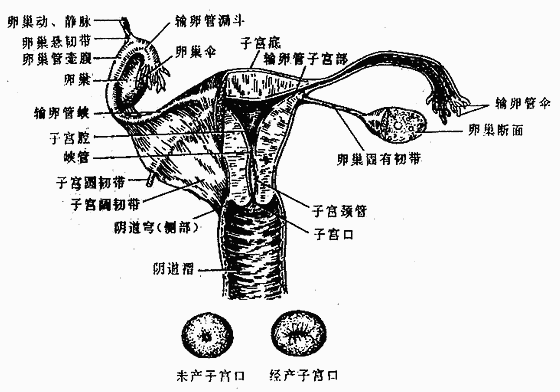 女性内生殖器全貌