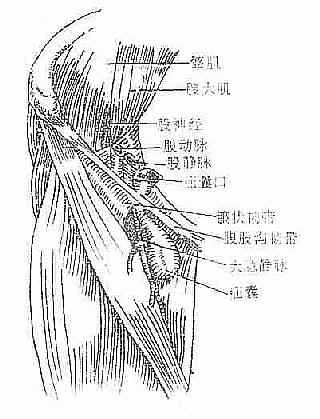 股疝的解剖关系