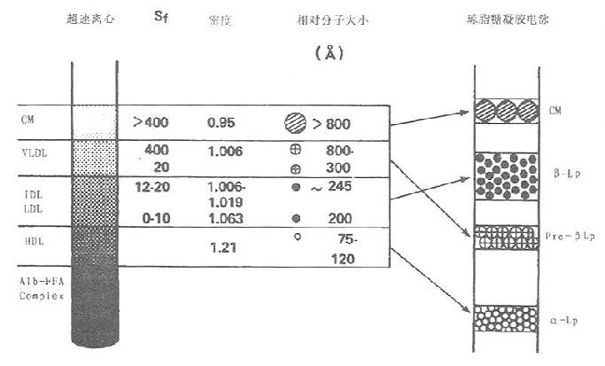 超速离心法与电泳法分离血浆脂蛋白相应名称