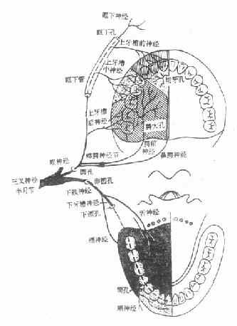 三叉神经在牙齿、牙周及口腔分布示意图