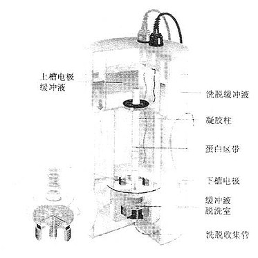 聚丙烯酰胺凝胶电泳分离装置