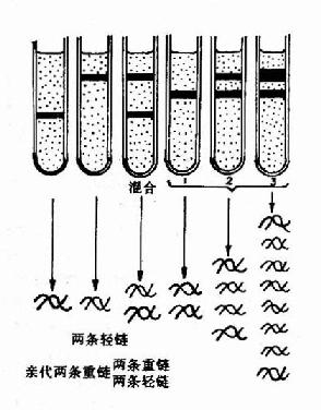 (一)DNA的半保留复制(semiconservative replication)