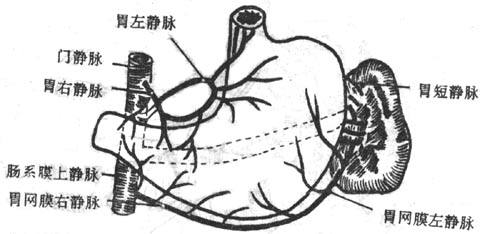 胃的静脉