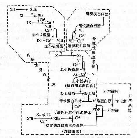 一、血管内皮细胞损伤、激活凝血因子Ⅻ，启动内源性凝血系统