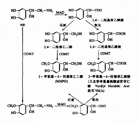 去甲肾上腺素的分解代谢