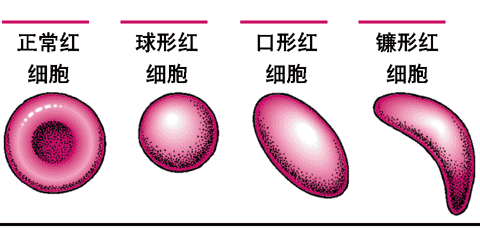 红细胞形态