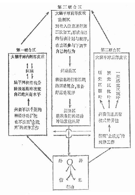 鲁亚利的三个基本机能联合区