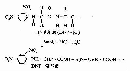 蛋白质一级结构的测定方法