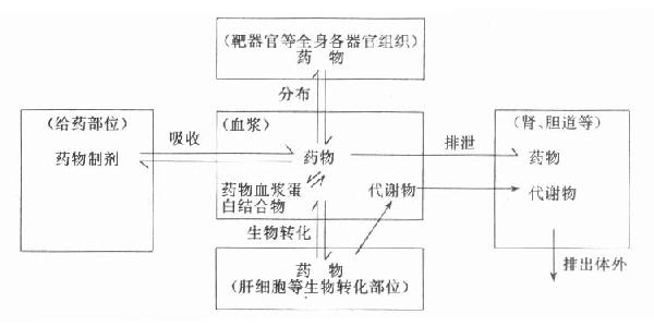 药物体内过程及其与血浆中药物的关系示意图