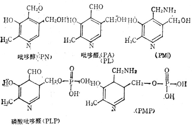 维生素B6及其辅酶的结构式 