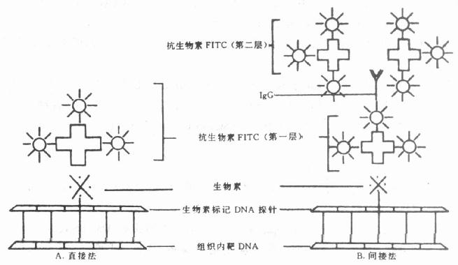 生物素标记核酸探针荧光免疫反应图解 