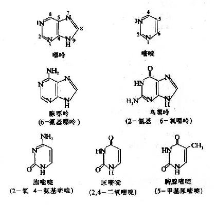 二、化学组成与基本单位