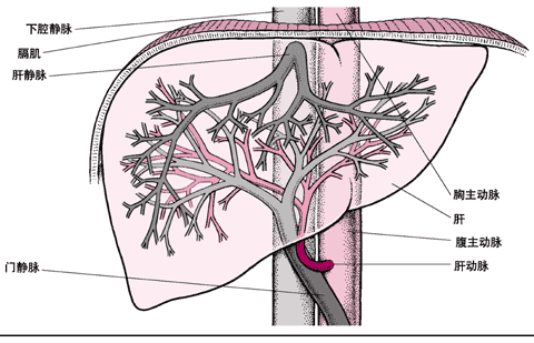 肝的血供
