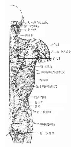 背部浅层结构