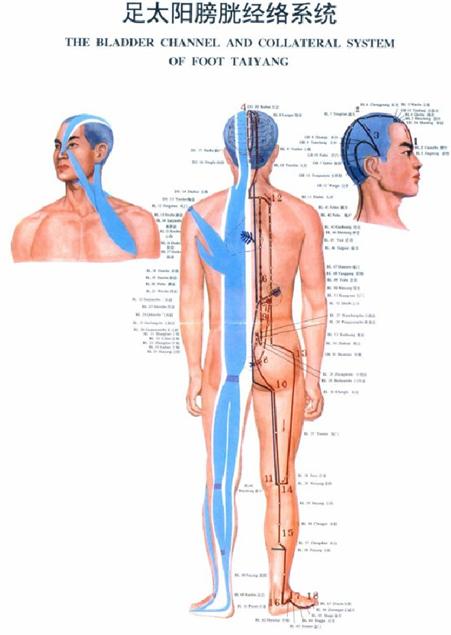 足太阳膀胱经经穴分寸歌