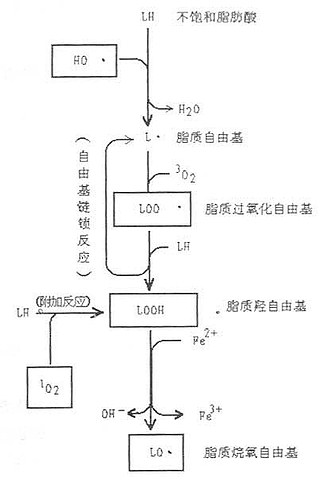 二、自由基的来源