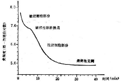  标准暗适应曲线