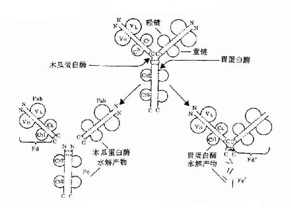 Ig酶水解片段示意图