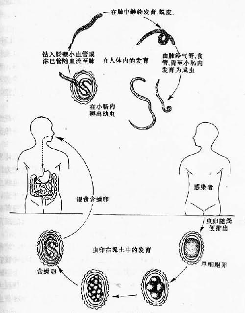 蛔虫生活史