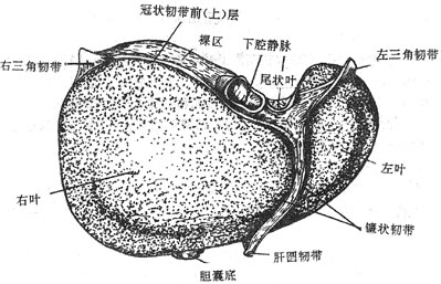 肝的膈面