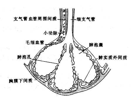 肺间质示意图